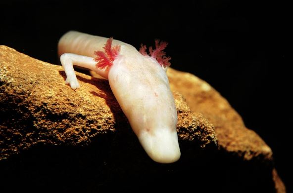 Baredina čovečja ribica