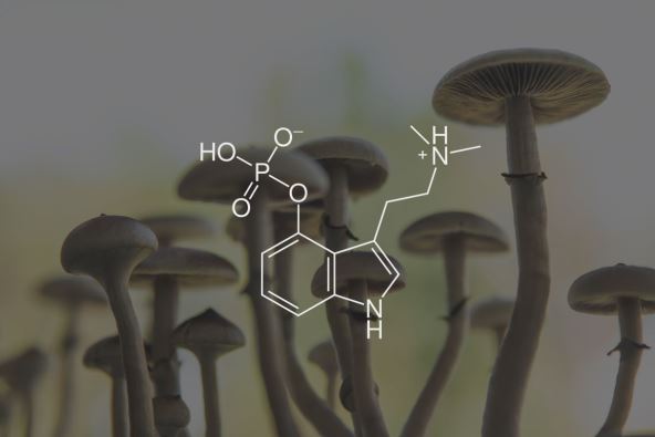 ilustracija za psilocibin koji se nalazi u halucinogenim pečurkama