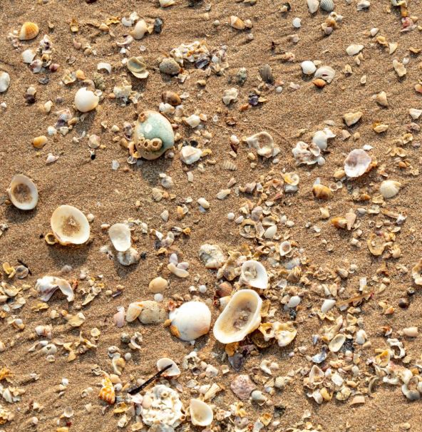 Školjke u građevinskom materijalu