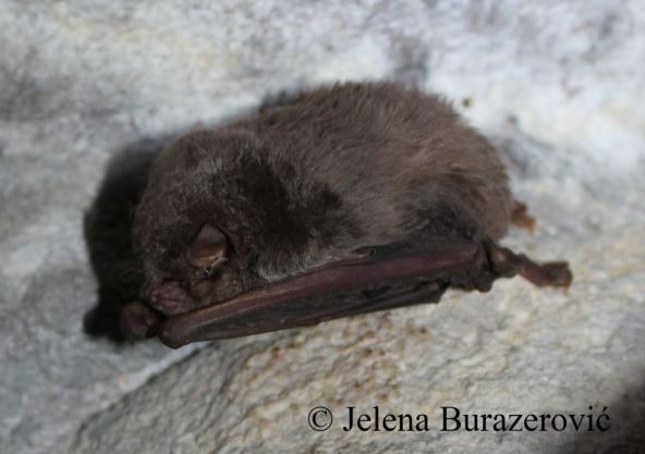 Dugokrili-prstenjak-2