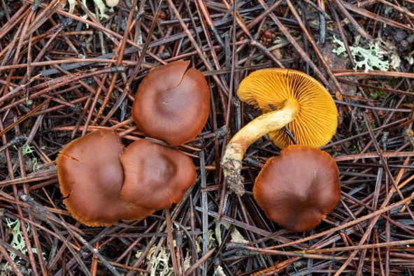 Otrovna Cortinarius orellanus