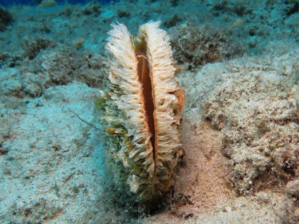 Periska od koje se pravi morska svila_