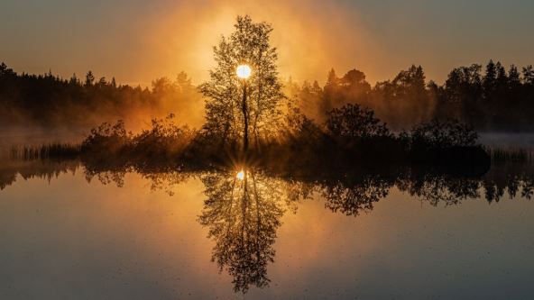 Pasvik, tresišta_1813110862.jpg