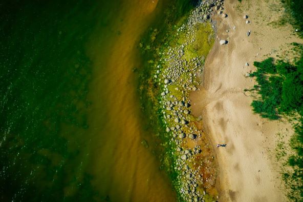 alge u Baltičkom moru