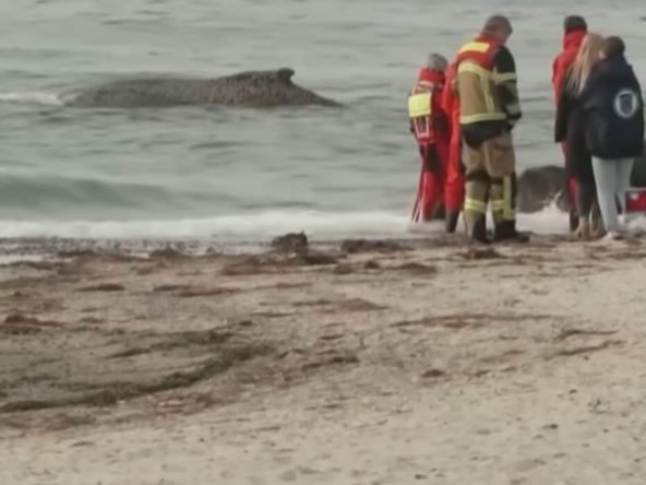 Spašavanje nasukanog kita.jpg