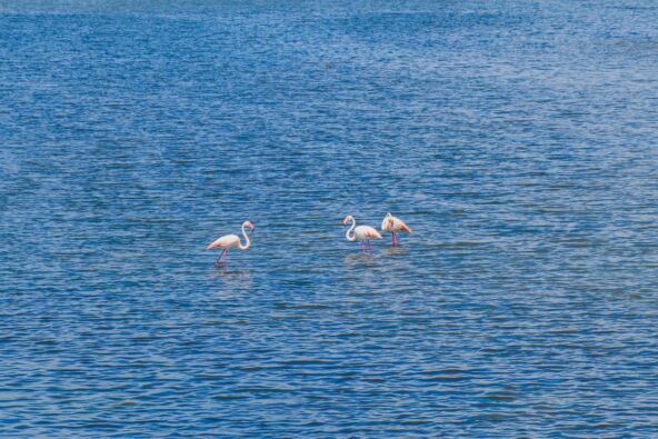 venecija-flamingo.jpg