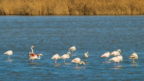 flamingo-venecija.jpg