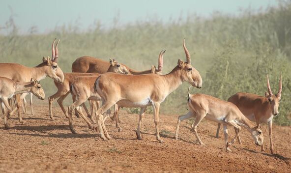 antilope sajga
