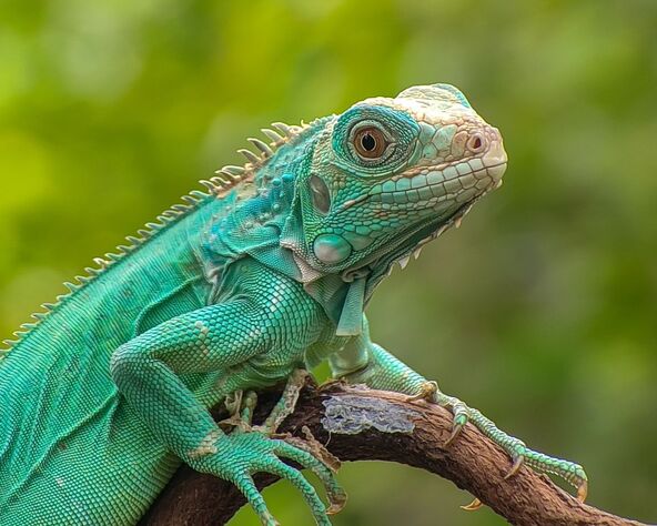 plava iguana