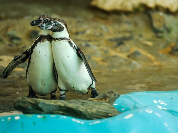 Pingvini u Beo Zoo vrtu