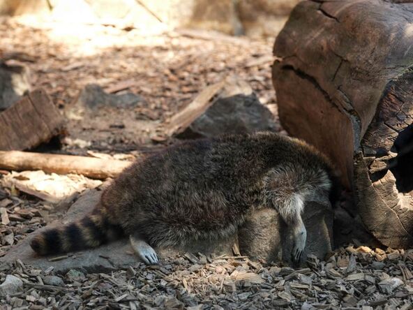 Životinje u Beo Zoo vrtu