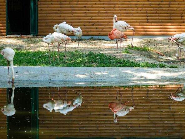 Flamingosi u Beo Zoo vrtu