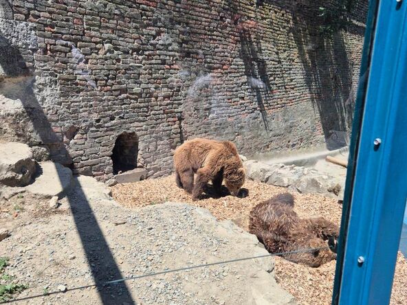 Medvedice u Zoo vrtu