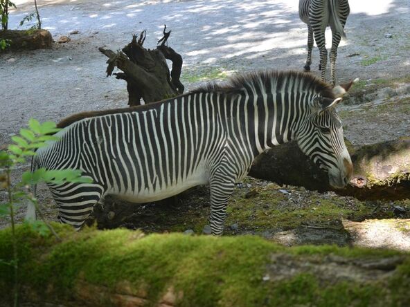 Zoo vrt u Salcburgu