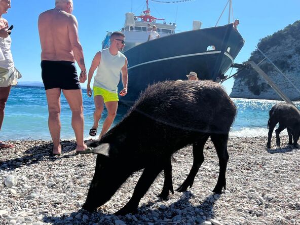 Divlje svinje i turisti na ostrvu Atokos