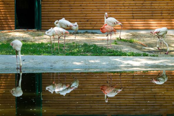 Flamingo u Beo zoo vrtu