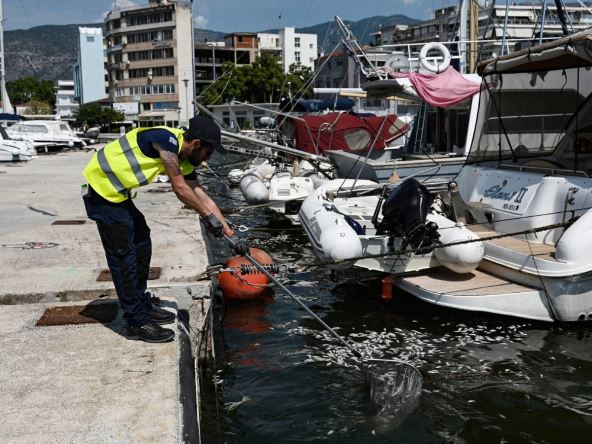 Grčka turistička luka preplavljena stotinama hiljada mrtvih riba