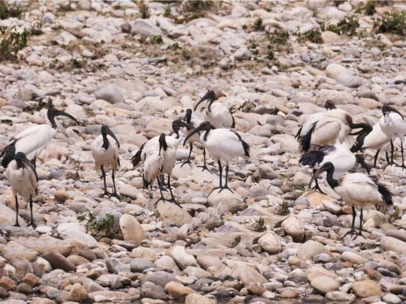 Vrsta afrički sveti ibis u italijanskoj Lombardiji