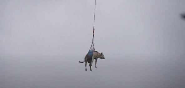 krava je evakuisana helikopterom jer švajcarskom selu preti opasnost od klizišta