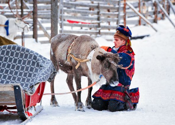 Muškarac u tradicionalnoj nošnji naroda Sami (Laponci) stoji na kolenima kleči pored irvasa