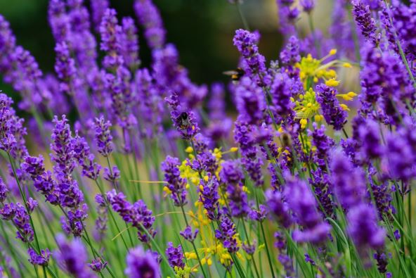 lavanda i cvetovi ljubičaste boje