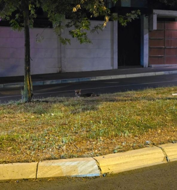 Lasica snimljena nasred ulice u beogradskom naselju Mirijevo