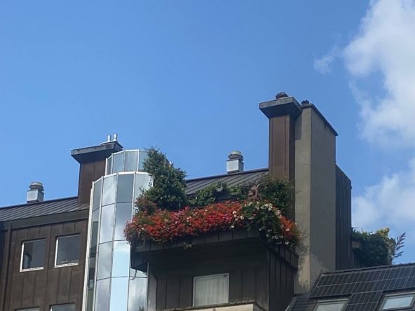 Bašta na vrhu zgrade u Belgiji