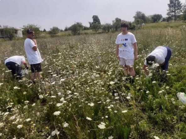 Osobe sa smetnjama u razvoju su obučene da beru lekovito bilje